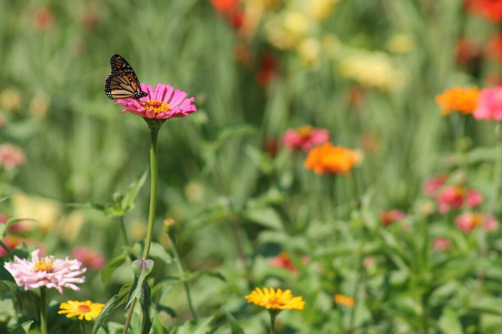 a butterfly on a flower