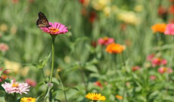 a butterfly on a flower