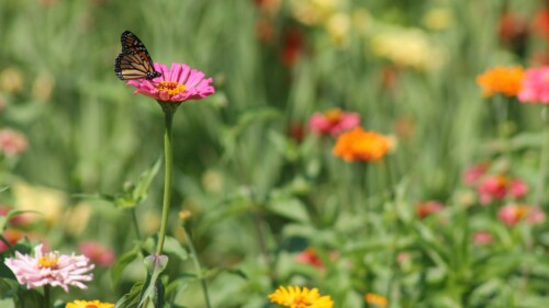 a butterfly on a flower